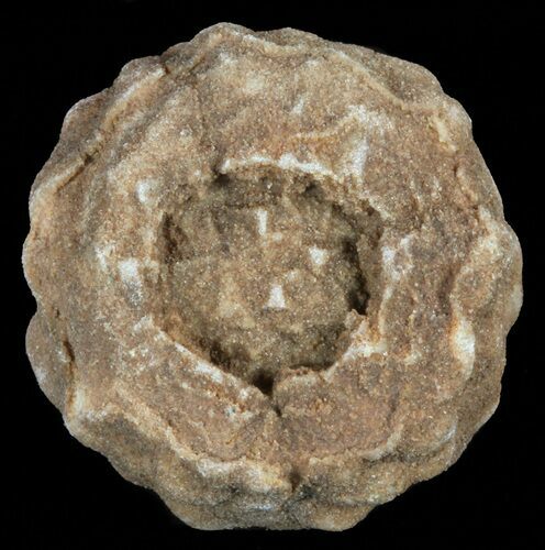Flower-Like Sandstone Concretion - Pseudo Stromatolite #62212
